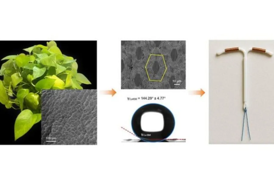 A diagram explaining how the pothos plant was used for an IUD.